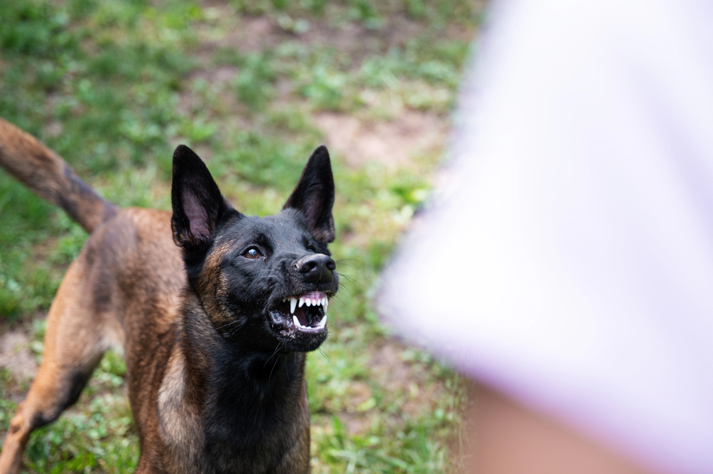 Mail Carrier Bitten by Dog