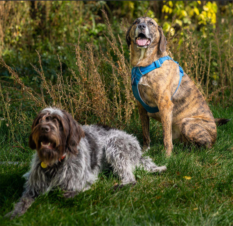 Luna and Kai - Dogs